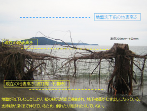 地盤が沈下したことにより、松の根元が波で侵食され、地下根茎がむき出しになっている。