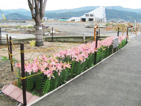 平成23年10月25日菅野氏撮影 百合の花が満開になりました。 
